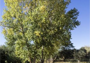 Trees that Grow Well In Colorado Lombardy Poplar Trees