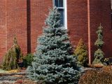 Trees that Grow Well In Colorado Meet 12 Spruce Trees and Shrubs