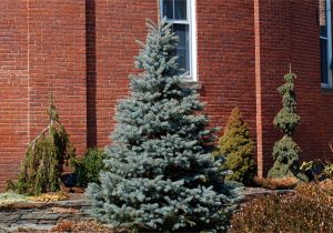 Trees that Grow Well In Colorado Meet 12 Spruce Trees and Shrubs