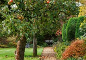 Trees that Grow Well In Colorado the Apple Trees to Pick for A Home Garden Wsj