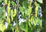 Types Of Birch Trees Birch Tree Names Pictures and Types Of Betula Species