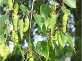 Types Of Birch Trees Birch Tree Names Pictures and Types Of Betula Species