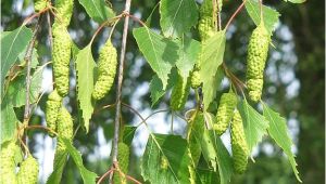 Types Of Birch Trees Birch Tree Names Pictures and Types Of Betula Species