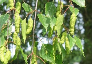 Types Of Birch Trees Birch Tree Names Pictures and Types Of Betula Species