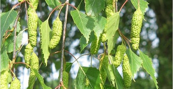 Types Of Birch Trees Birch Tree Names Pictures and Types Of Betula Species