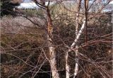 Types Of Birch Trees Birch Tree Pictures Images Photos Facts On Birch Trees