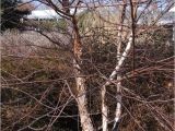 Types Of Birch Trees Birch Tree Pictures Images Photos Facts On Birch Trees