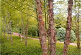 Types Of Birch Trees ornamental Trees Shrubs