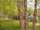 Types Of Birch Trees ornamental Trees Shrubs