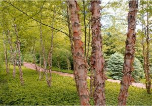 Types Of Birch Trees ornamental Trees Shrubs