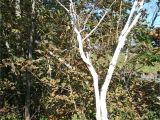 Types Of Birch Trees Species Betula Papyrifera Was Found by Lawiz Birch Trees