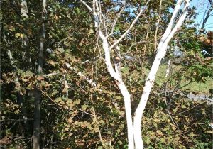 Types Of Birch Trees Species Betula Papyrifera Was Found by Lawiz Birch Trees