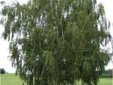 Types Of Birch Trees White Birch Tree Betula Papyrifera north American