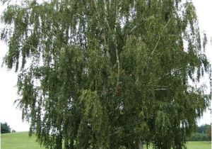 Types Of Birch Trees White Birch Tree Betula Papyrifera north American