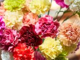 Types Of Filler Flowers 13 top Varieties for Cut Flowers
