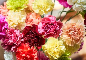 Types Of Filler Flowers 13 top Varieties for Cut Flowers