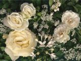 Types Of Filler Flowers Filler Flowers for Wedding Bouquets