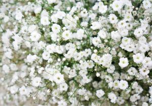 Types Of Filler Flowers Filler Flowers for Wedding Bouquets