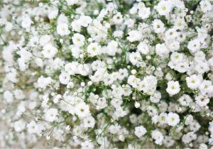Types Of Filler Flowers Filler Flowers for Wedding Bouquets