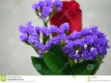 Types Of Filler Flowers Purple Statice with Red Rose Stock Image Image Of Flower Flora