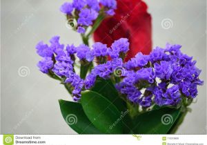 Types Of Filler Flowers Purple Statice with Red Rose Stock Image Image Of Flower Flora