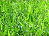 Types Of Grass In Florida Florida Grass Types Identification Florida Lawn Com