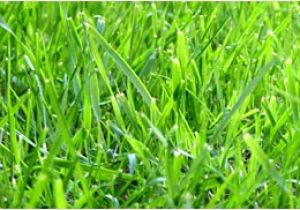 Types Of Grass In Florida Florida Grass Types Identification Florida Lawn Com