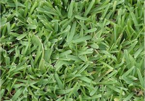 Types Of Grass In Florida Lawn Grass Types In Florida Decor References