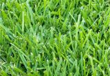 Types Of Grass In Florida Six Types Of Grass for Florida Lawns