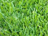 Types Of Grass In Florida Six Types Of Grass for Florida Lawns