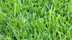 Types Of Grass In Florida Six Types Of Grass for Florida Lawns