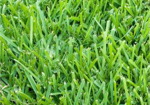 Types Of Grass In Florida Six Types Of Grass for Florida Lawns