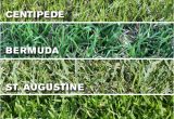 Types Of Grass In Florida which Grass Type Should I Use On My Tampa Fl Lawn