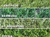 Types Of Grass In Florida which Grass Type Should I Use On My Tampa Fl Lawn