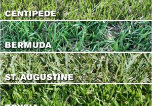 Types Of Grass In Florida which Grass Type Should I Use On My Tampa Fl Lawn