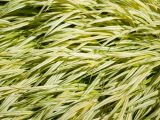 Types Of Grass In Georgia Deer Resistant ornamental Grasses