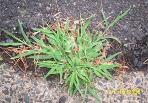 Types Of Grass In Georgia Digitaria Wikipedia