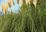 Types Of Grass In Georgia Growing Pampas Grass How to Care for Pampas Grass