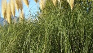 Types Of Grass In Georgia Growing Pampas Grass How to Care for Pampas Grass