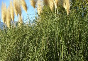 Types Of Grass In Georgia Growing Pampas Grass How to Care for Pampas Grass