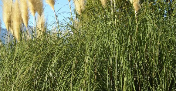 Types Of Grass In Georgia Growing Pampas Grass How to Care for Pampas Grass