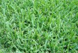 Types Of Grass In Georgia is the Grass On Your Austin Lawn Native
