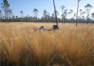 Types Of Grass In Georgia Wiregrass Region Wikipedia