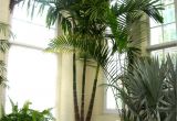 Types Of House Palm Trees Bring On the Palms Indoors Plantscapers