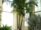 Types Of House Palm Trees Bring On the Palms Indoors Plantscapers