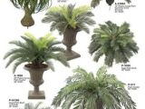 Types Of House Palm Trees Palm Tree Types as Houseplants Hardy Exotic solutions