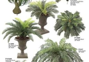 Types Of House Palm Trees Palm Tree Types as Houseplants Hardy Exotic solutions