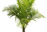 Types Of House Palm Trees Palm Tree Types as Houseplants Hardy Exotic solutions