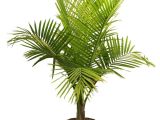Types Of House Palm Trees Palm Tree Types as Houseplants Hardy Exotic solutions