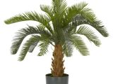 Types Of House Palm Trees Palm Tree Types as Houseplants Hardy Exotic solutions